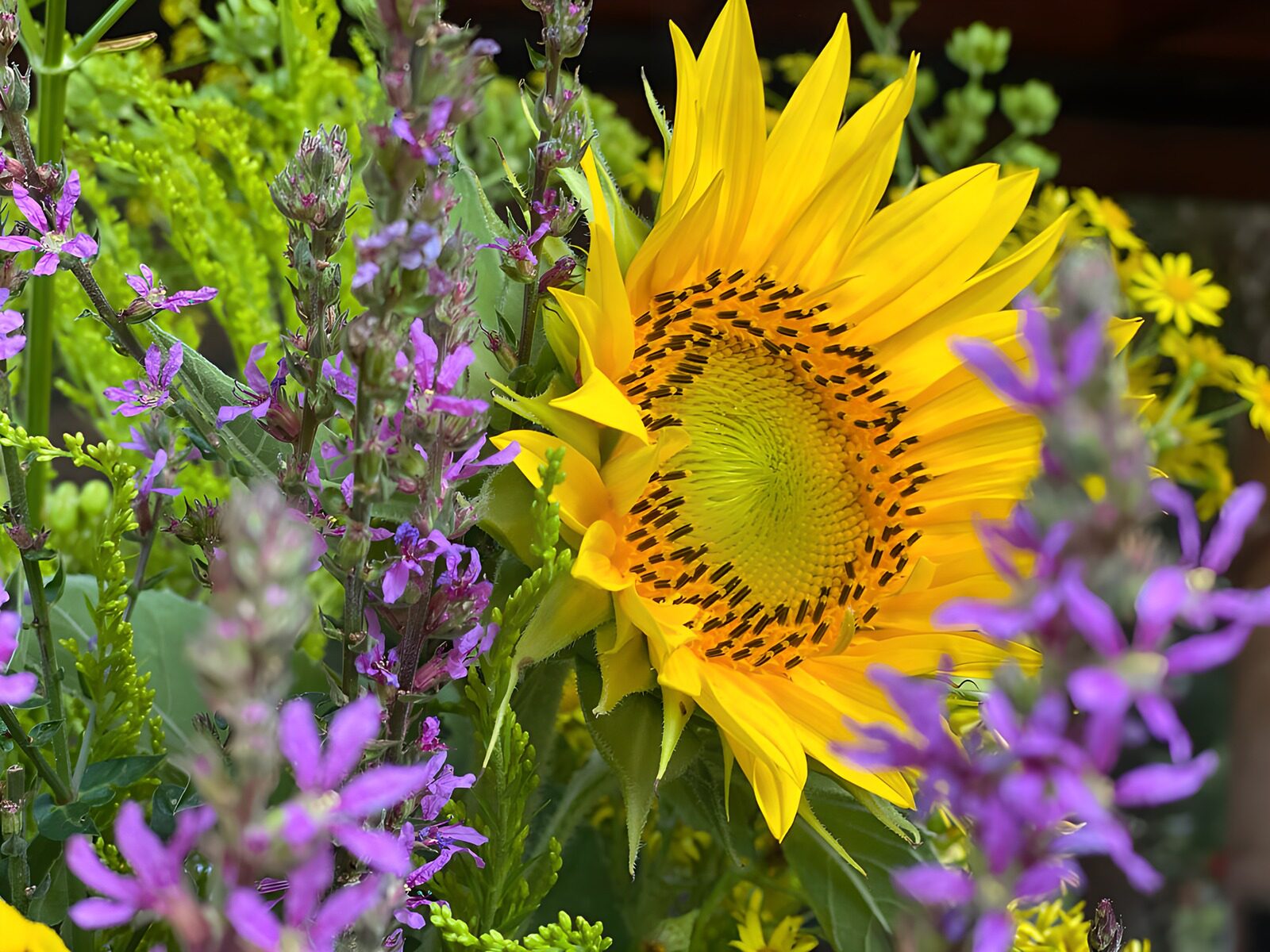 PDGIT8369475: Girasole giallo tra fiori viola