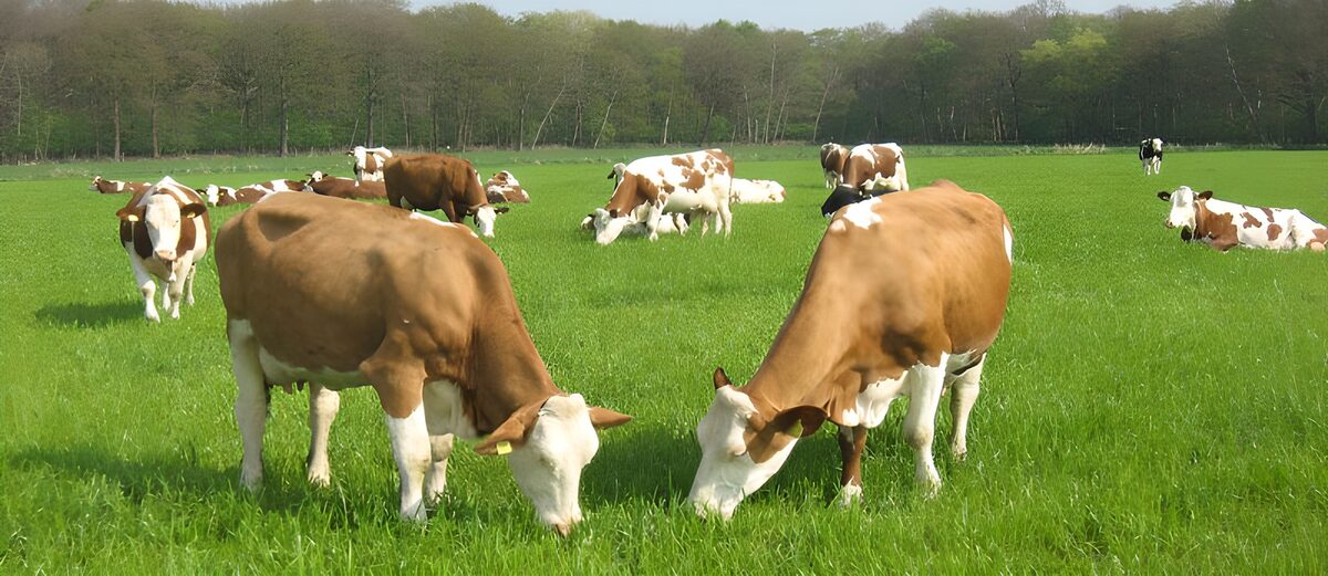 PDGIT3746858: Mucche al pascolo nel verde