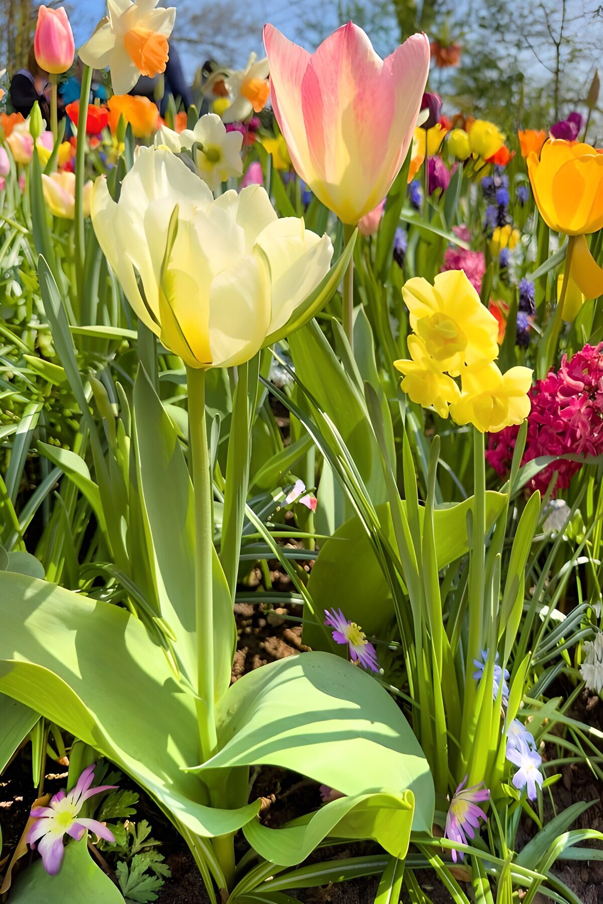Tulipani rosa e bianchi tra narcisi al sole