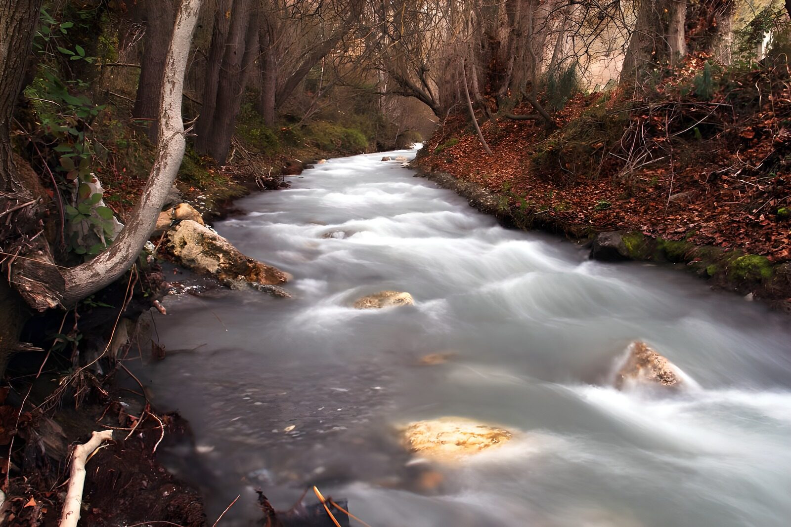 PDGIT3438713: Nastri d’acqua nel bosco