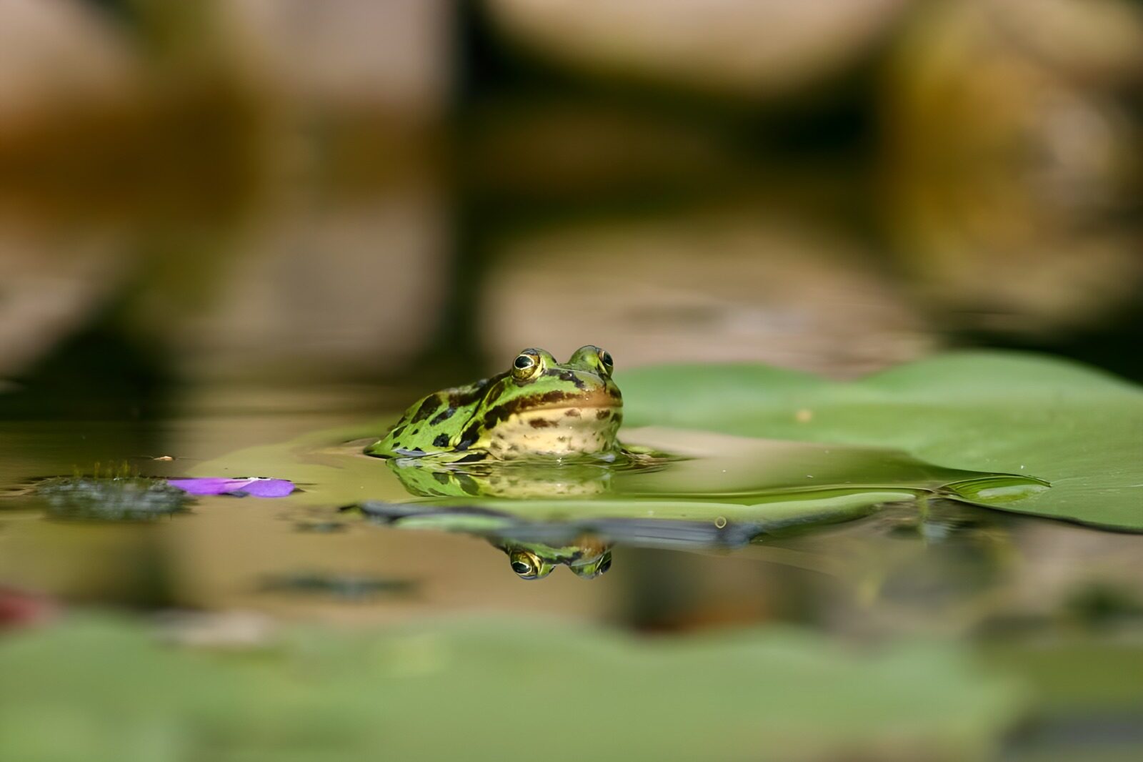 PDGIT2065531: Rana verde tra le ninfee sull’acqua calma