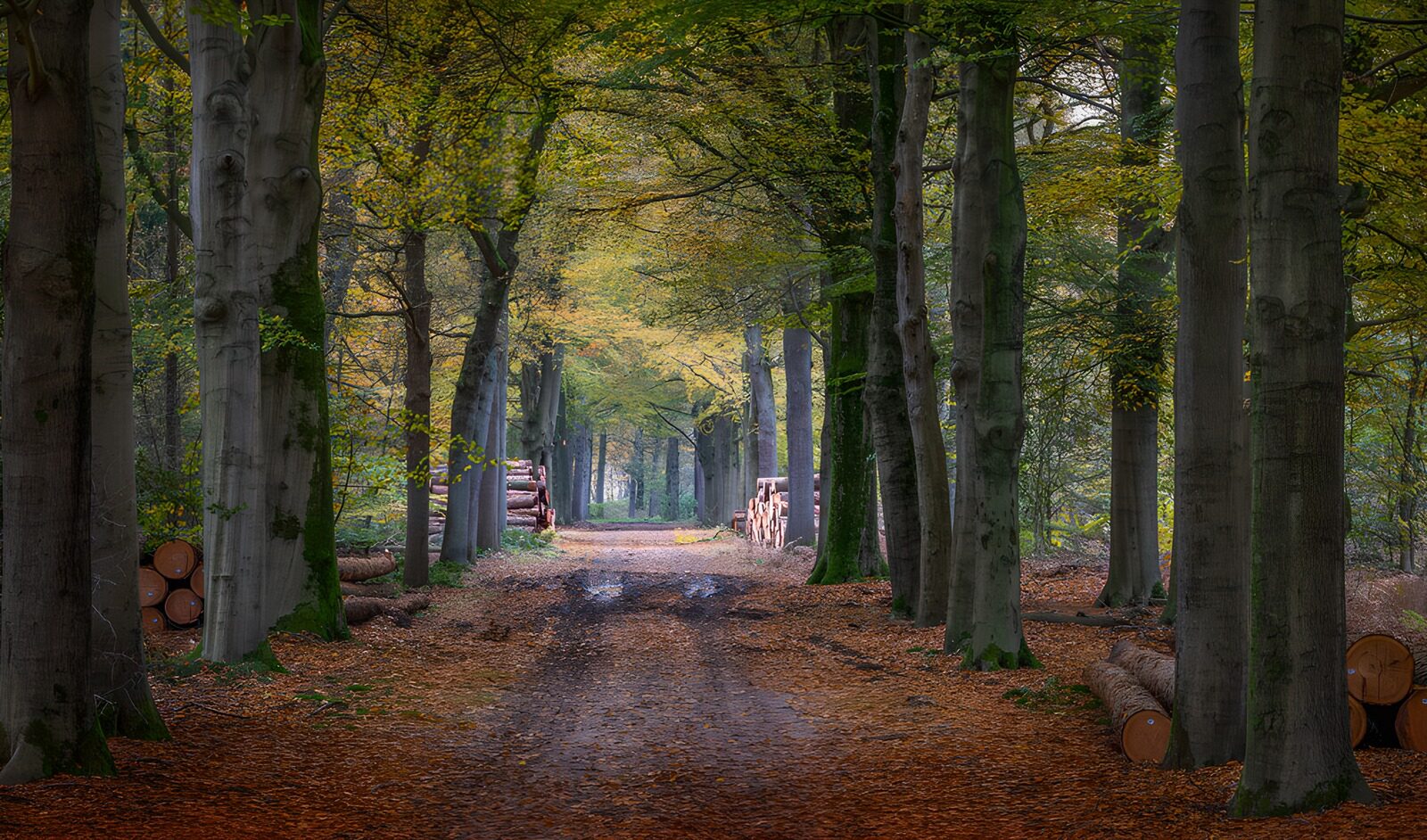 PDGIT9373289: Viale nel bosco tra foglie d’autunno