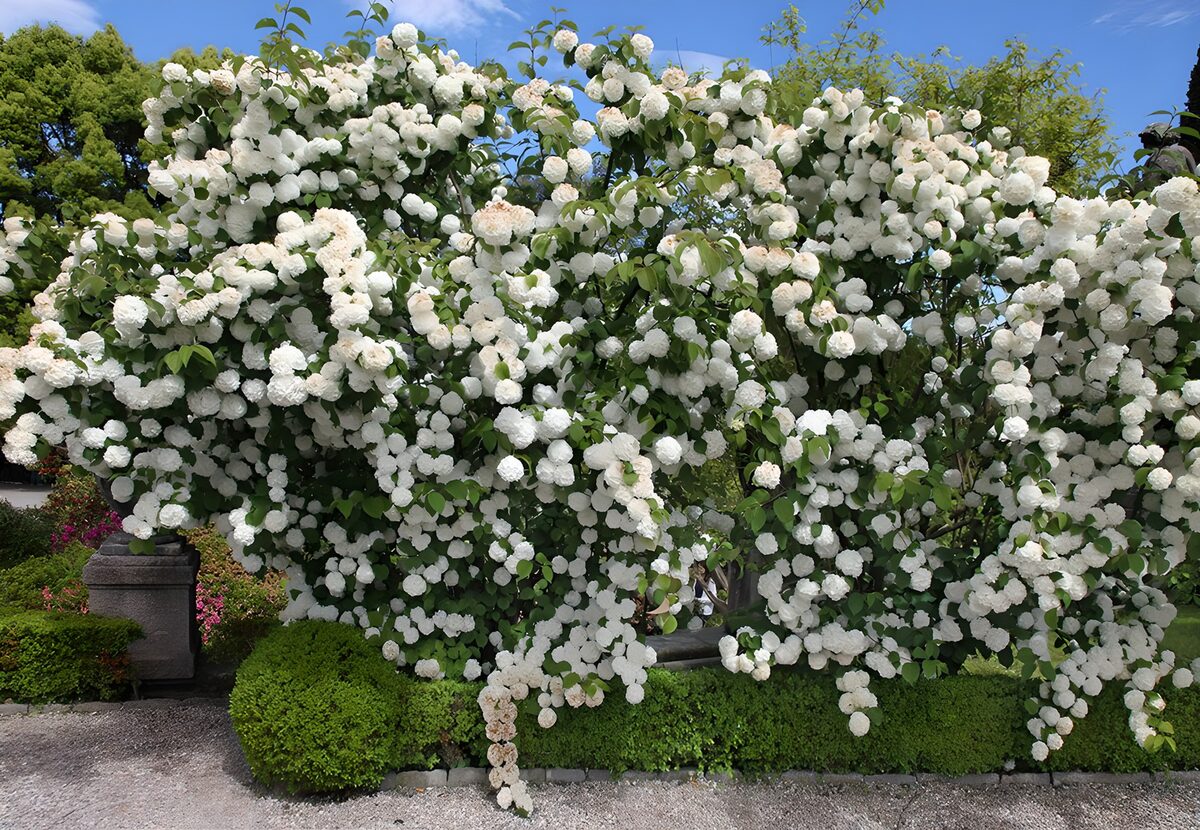 PDGIT7026699: Arbusto di fiori bianchi al sole