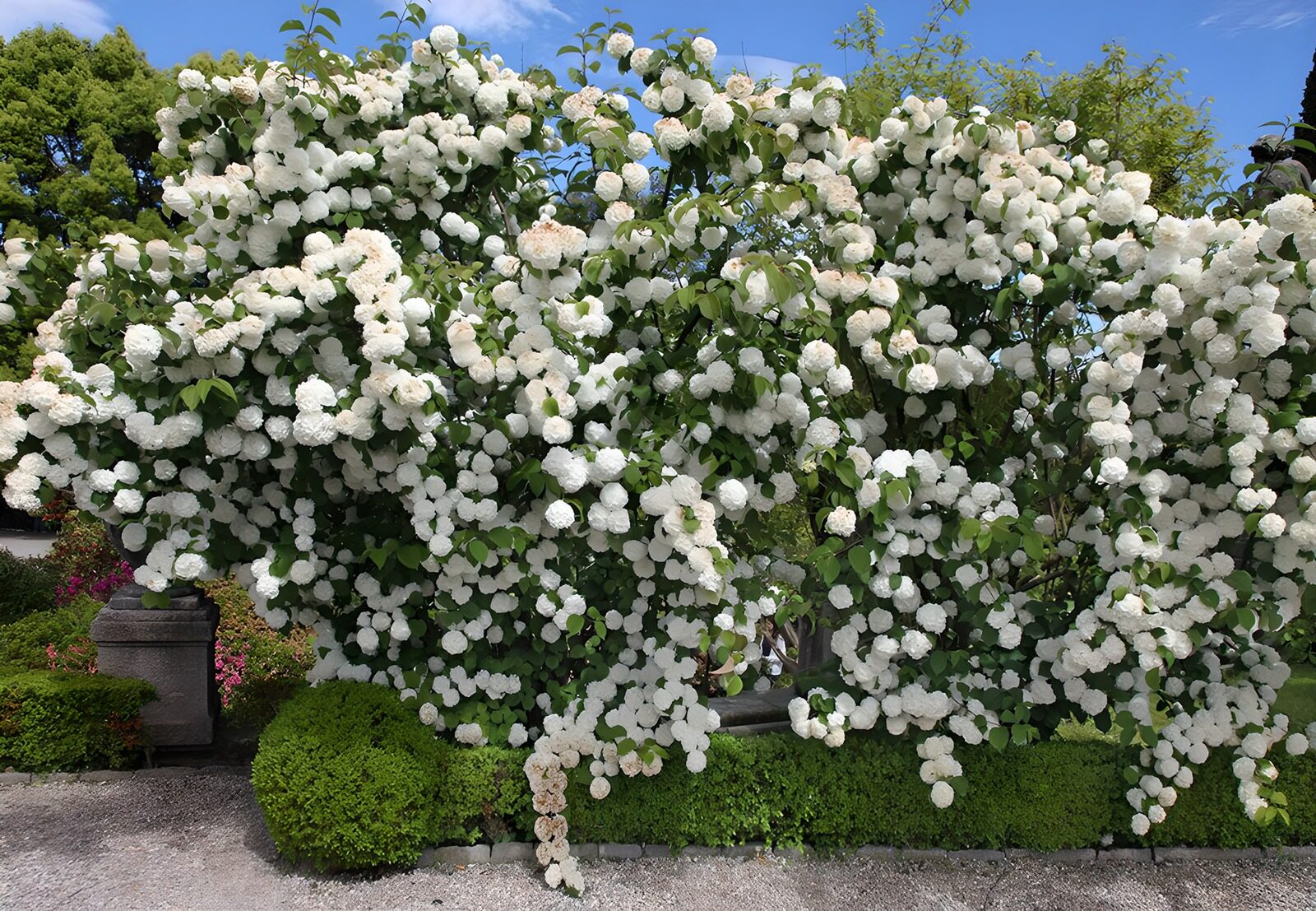 PDGIT7026699: Arbusto di fiori bianchi al sole