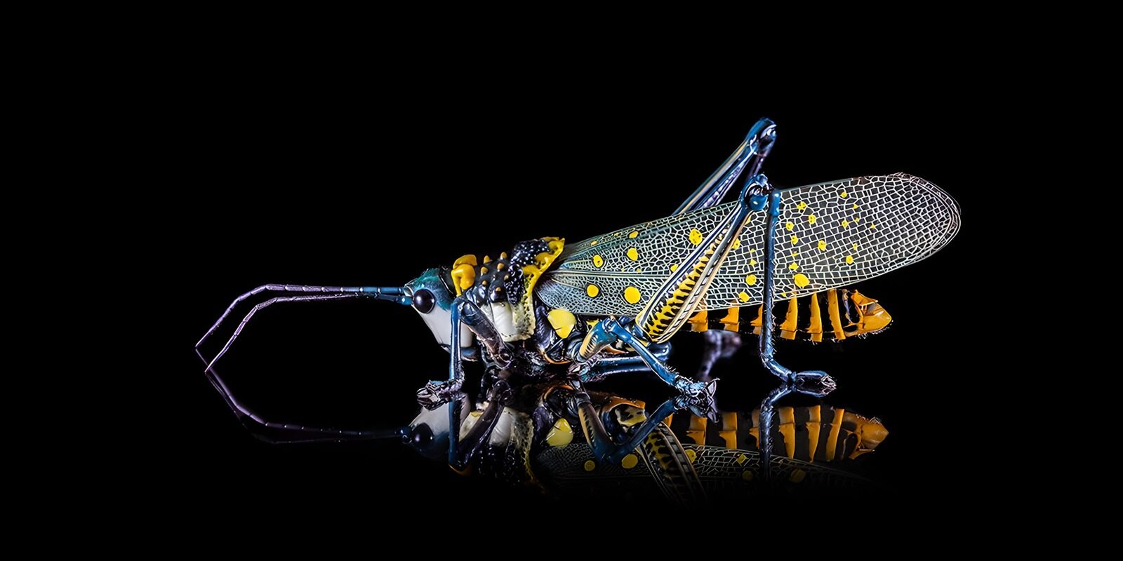 PDGIT1620432: Cavalletta variopinta allo specchio