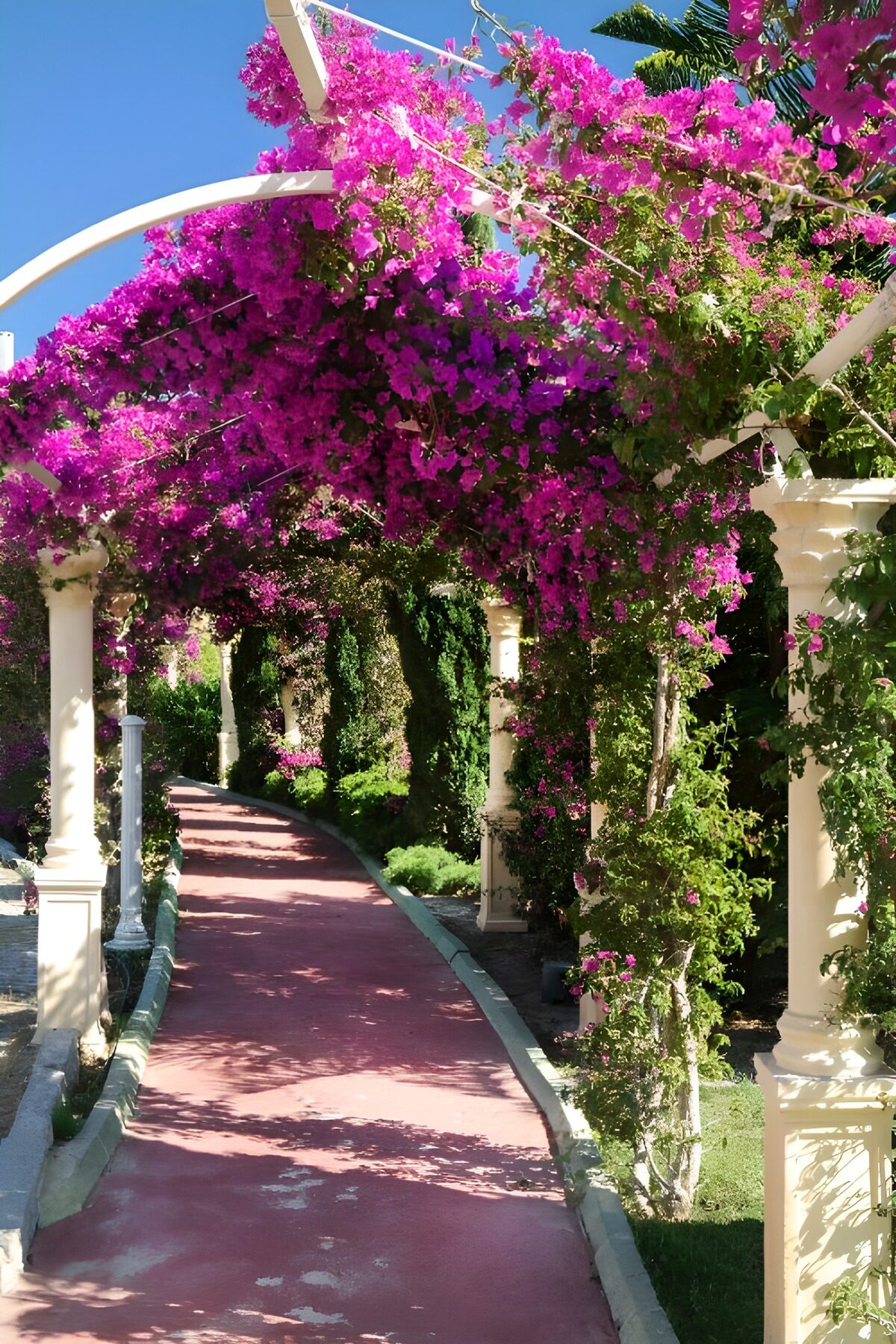 PDGIT2735530: Sentiero sotto la bouganville in fiore