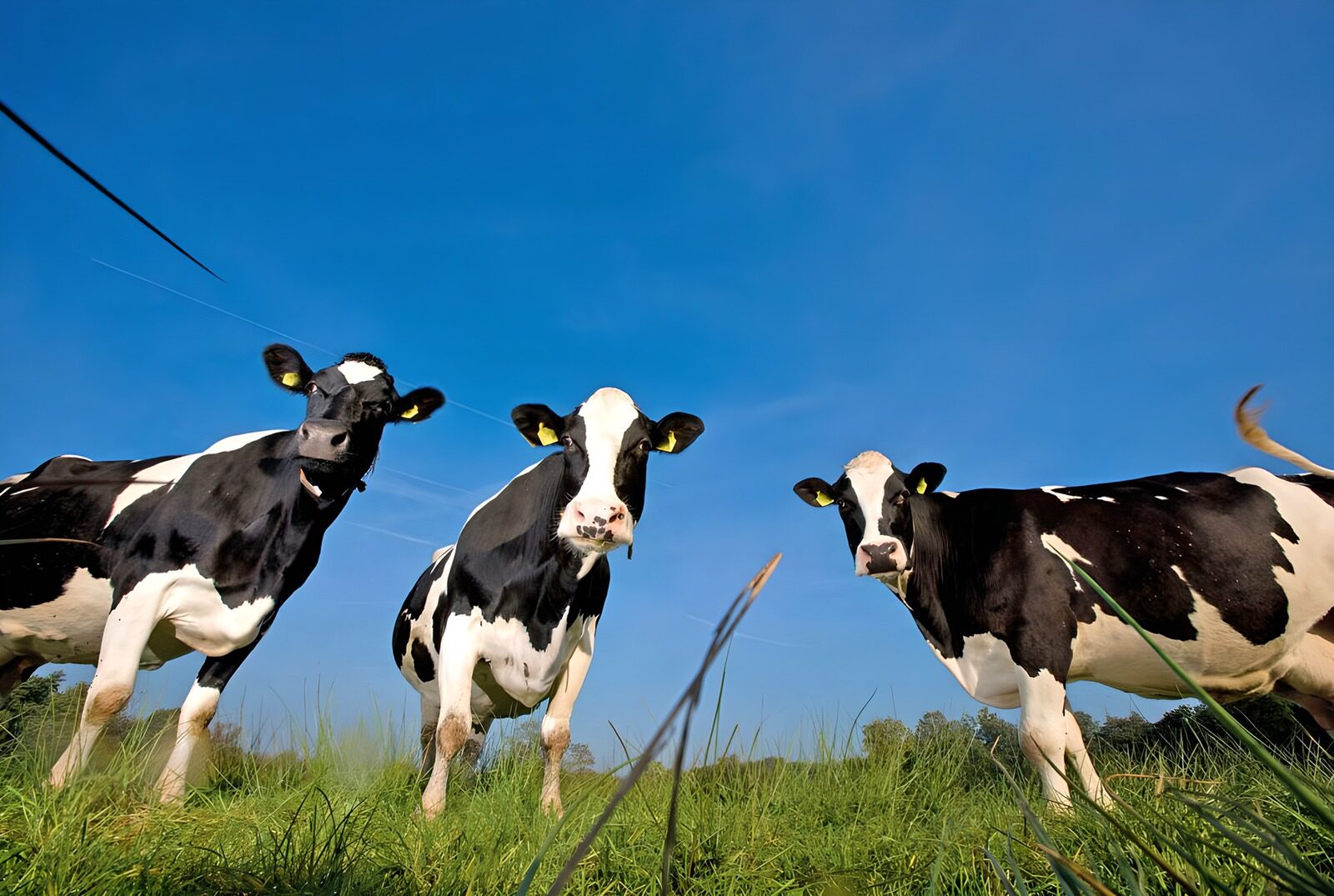 PDGIT4745380: Tre mucche bianche e nere al pascolo