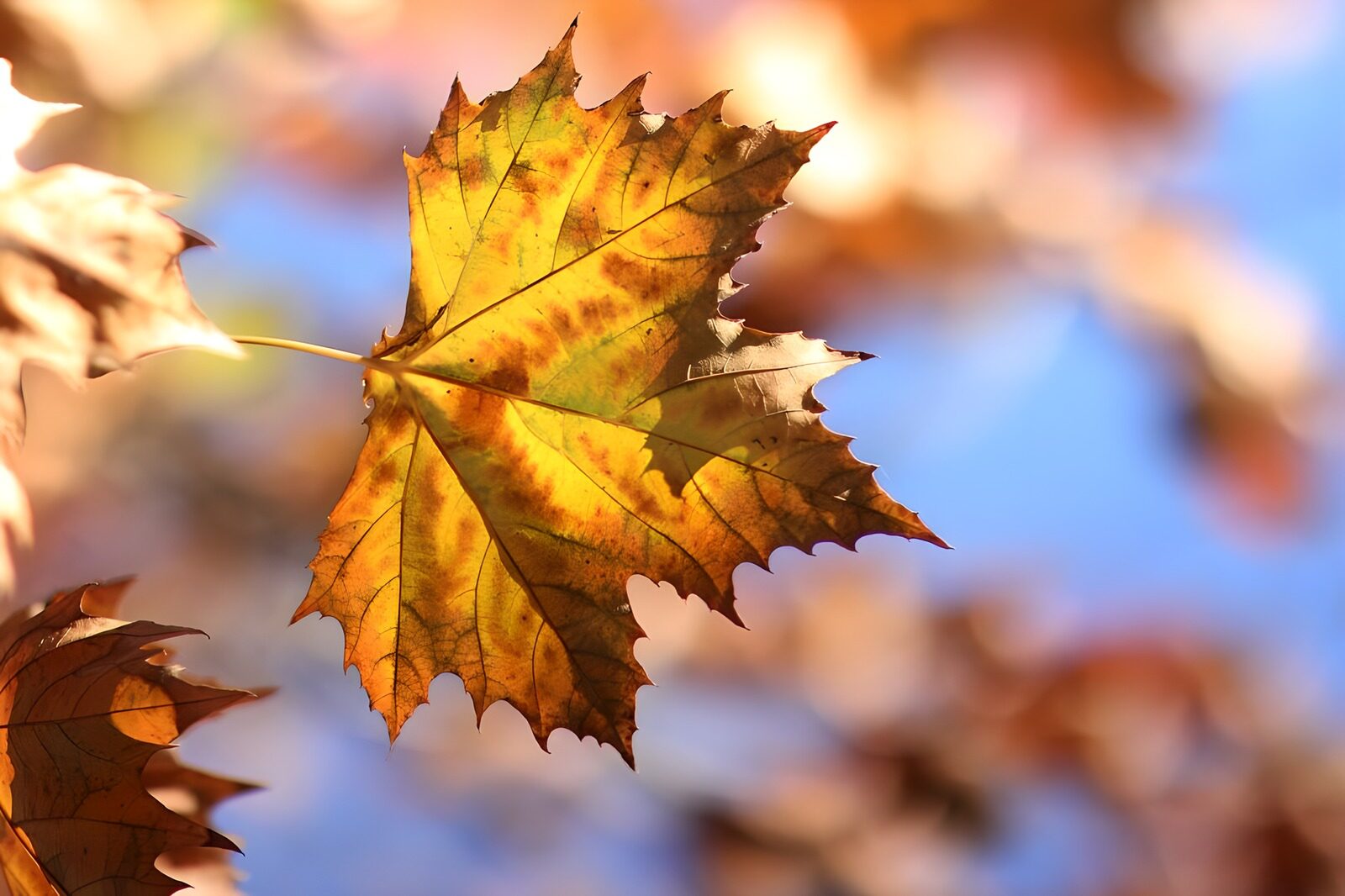 PDGIT9142821: Foglia d’acero nei colori d’autunno