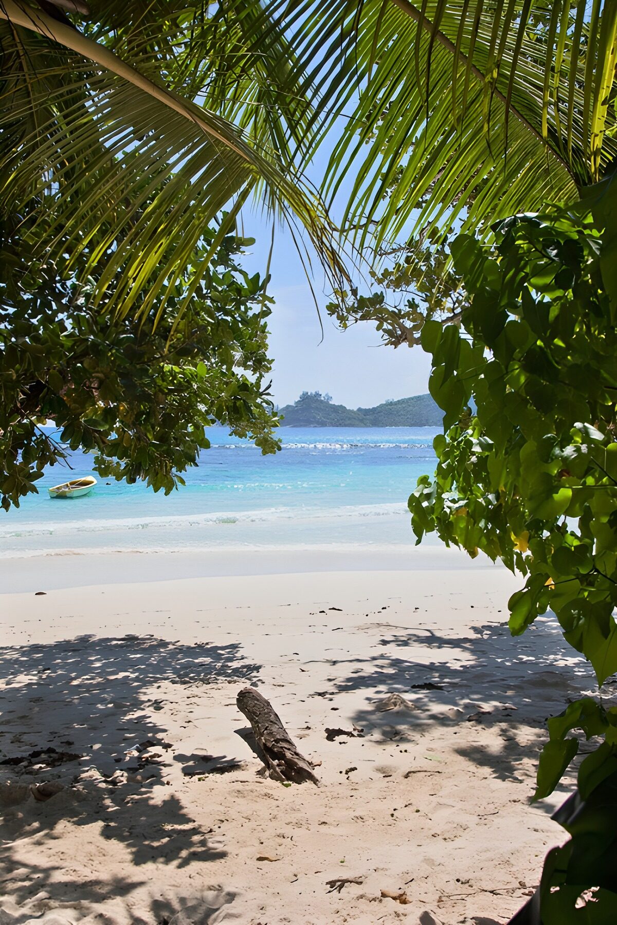 PDGIT2566511: Spiaggia tropicale con palme e barca