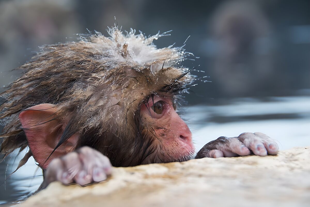 Macaco bagnato aggrappato alla pietra