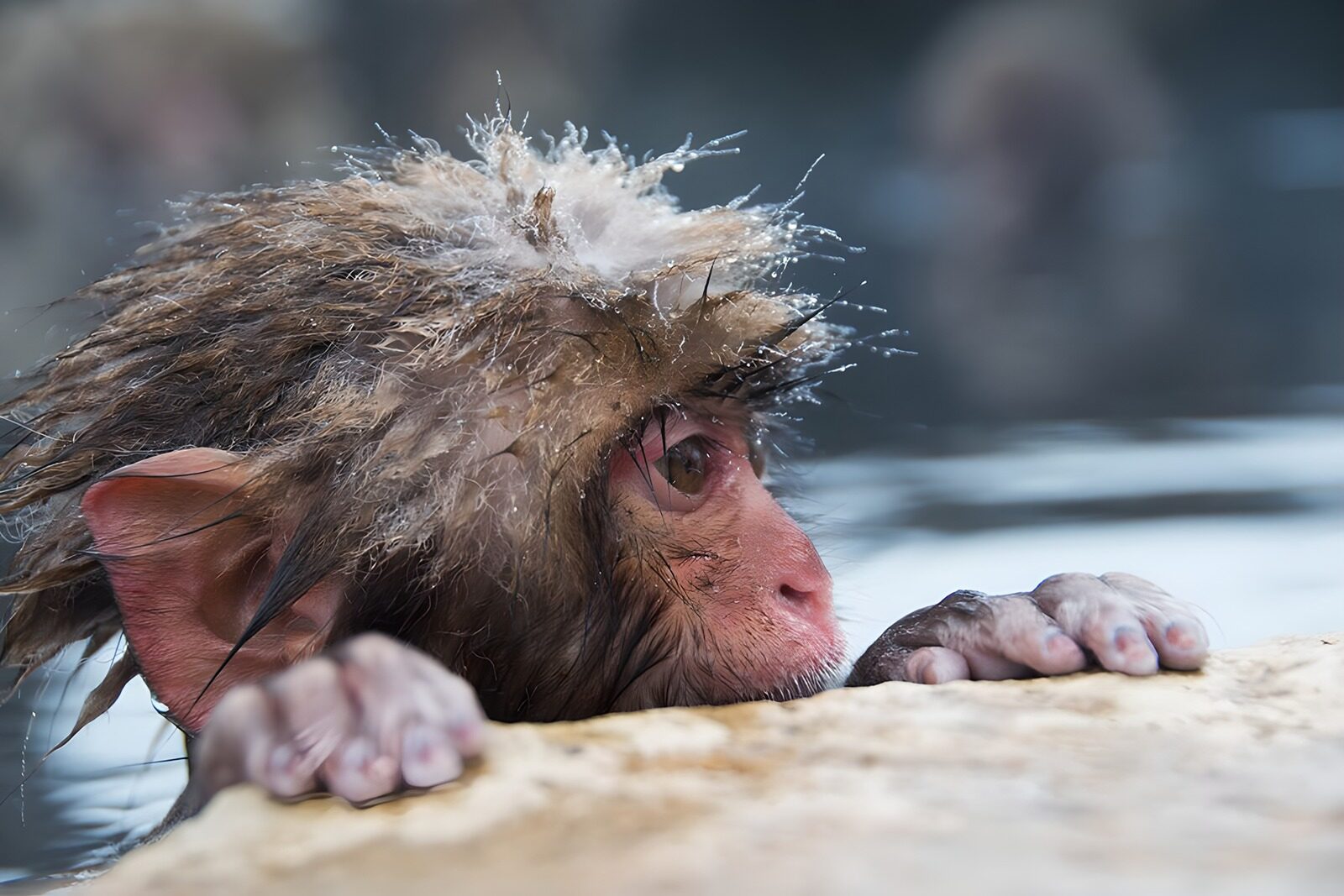 PDGIT2065805: Macaco bagnato aggrappato alla pietra