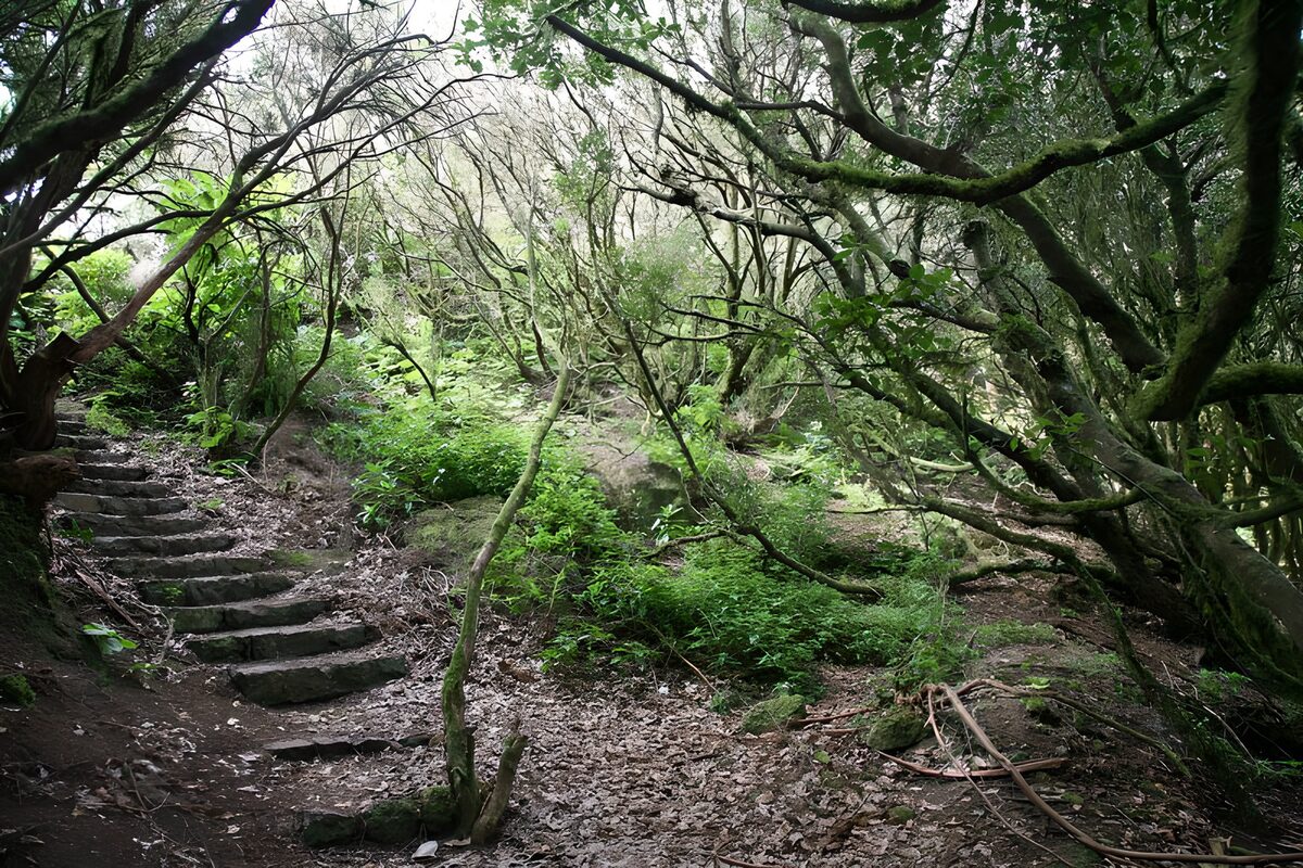 PDGIT8516475: Scalinata di pietra nel bosco ombroso