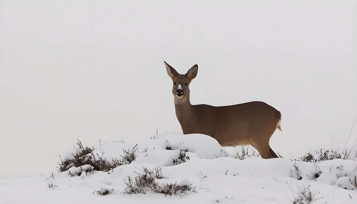 Capriolo tra neve e arbusti