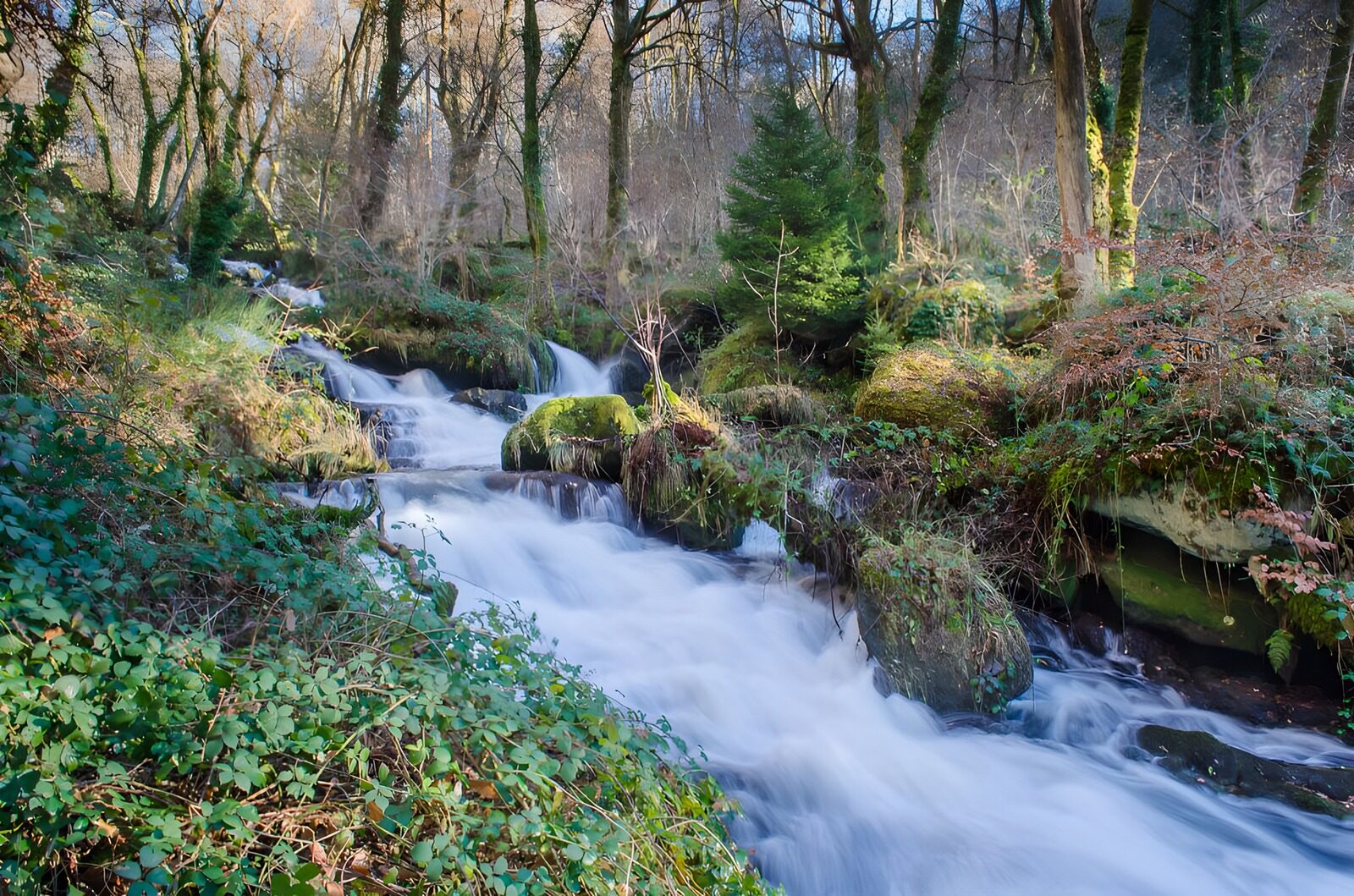 PDGIT7166588: Acqua di seta nel bosco spoglio