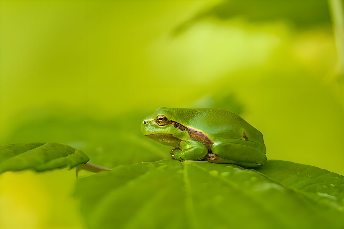 Rana verde in posa sulla foglia