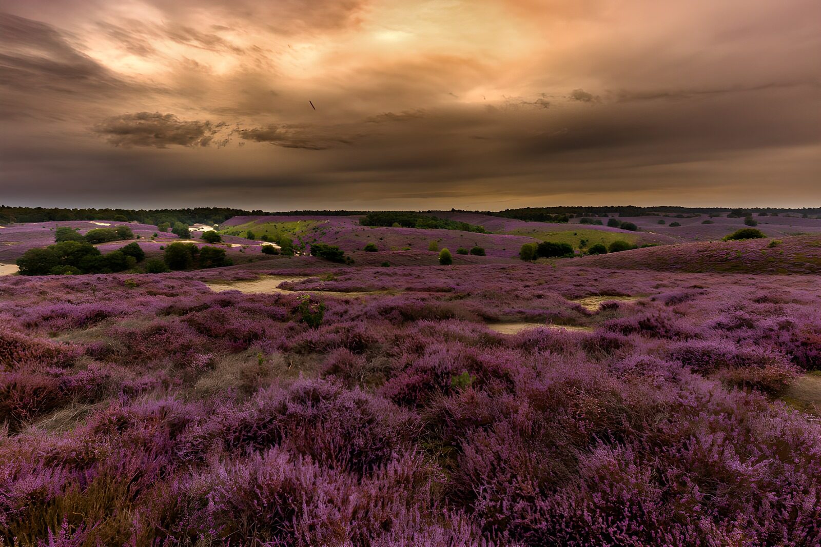 PDGIT3791776: Erica viola in fiore al tramonto
