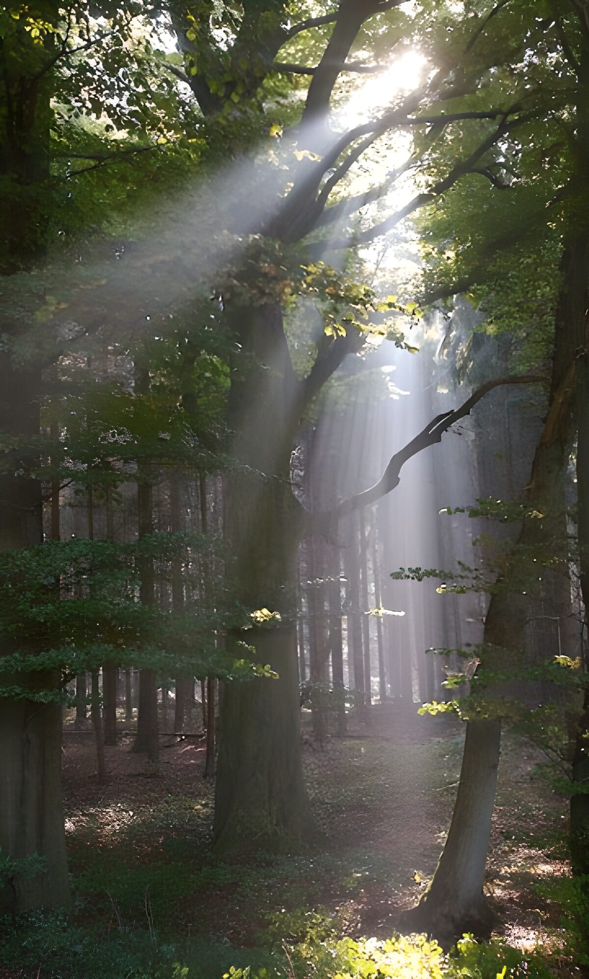 Sentiero nel bosco tra i raggi di sole