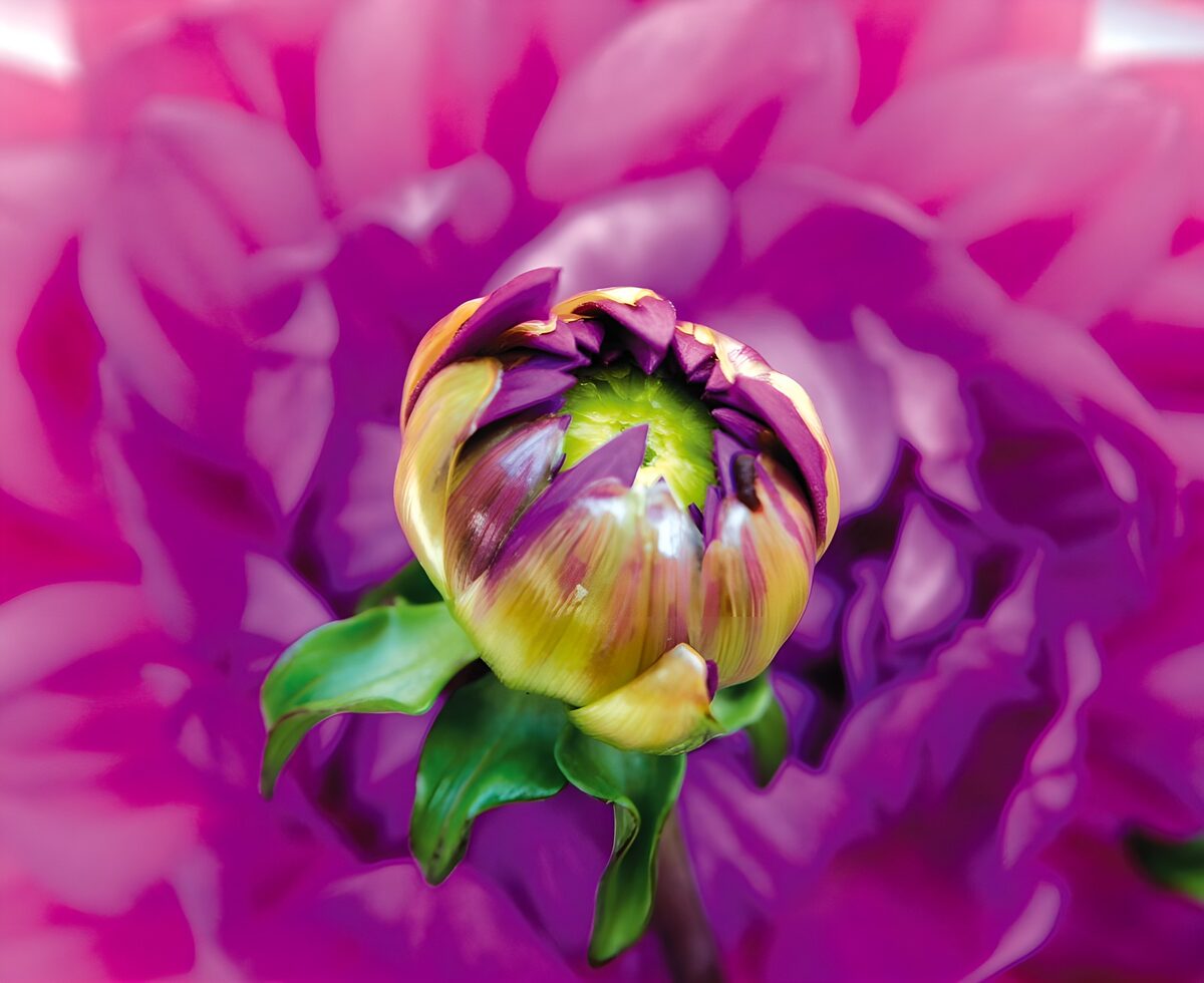 PDGIT3392533: Bocciolo viola su sfondo rosa