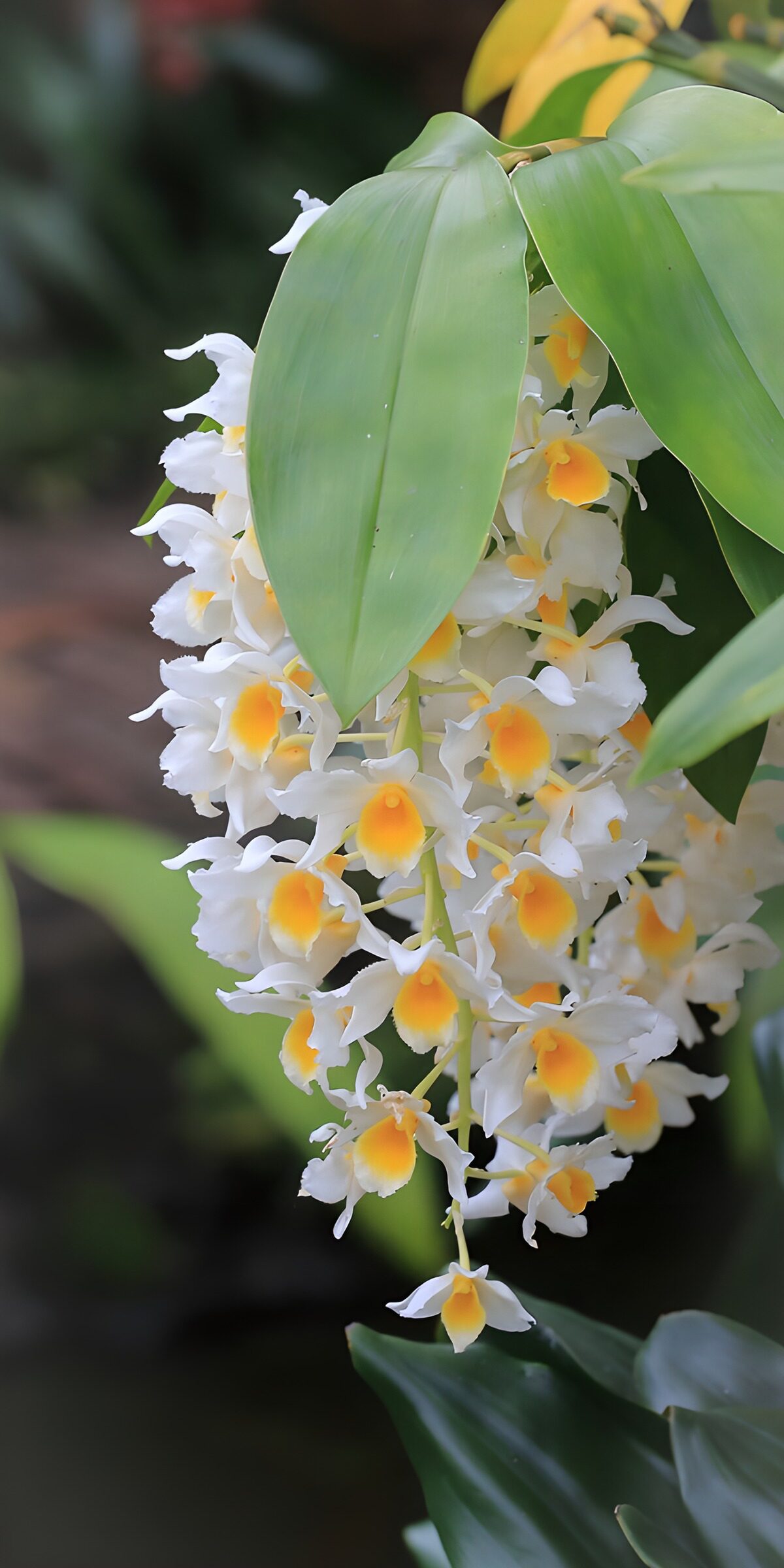 PDGIT6219302: Orchidee bianche a grappolo nel verde