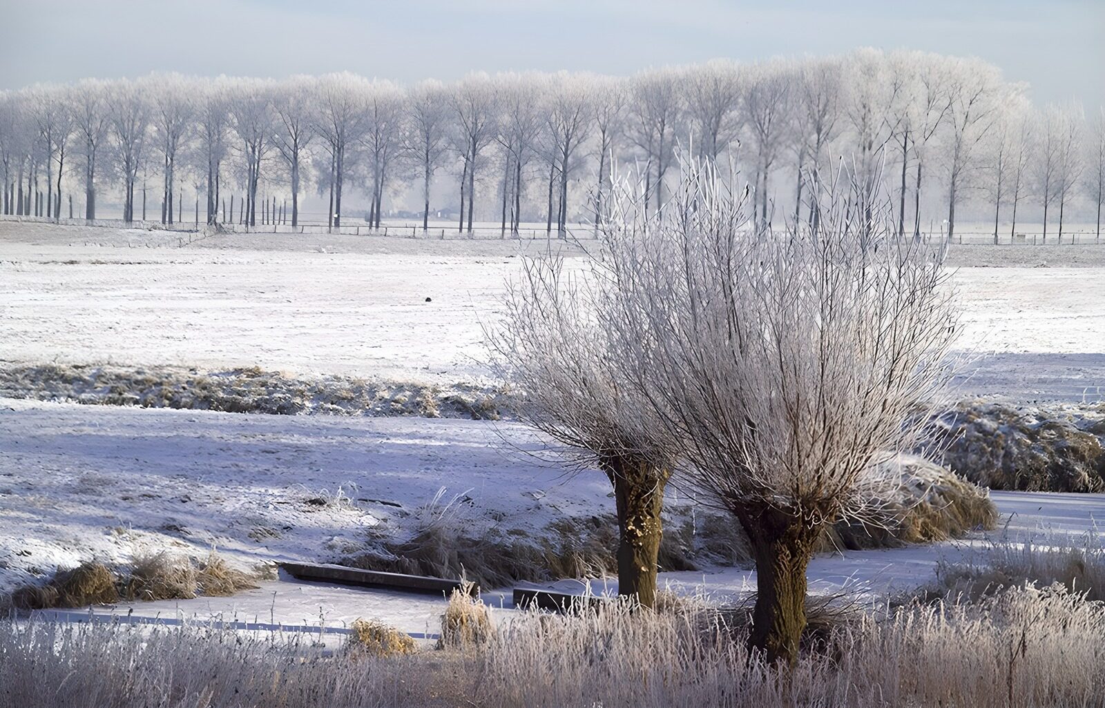 PDGIT6702866: Due alberi e un fosso nel gelo