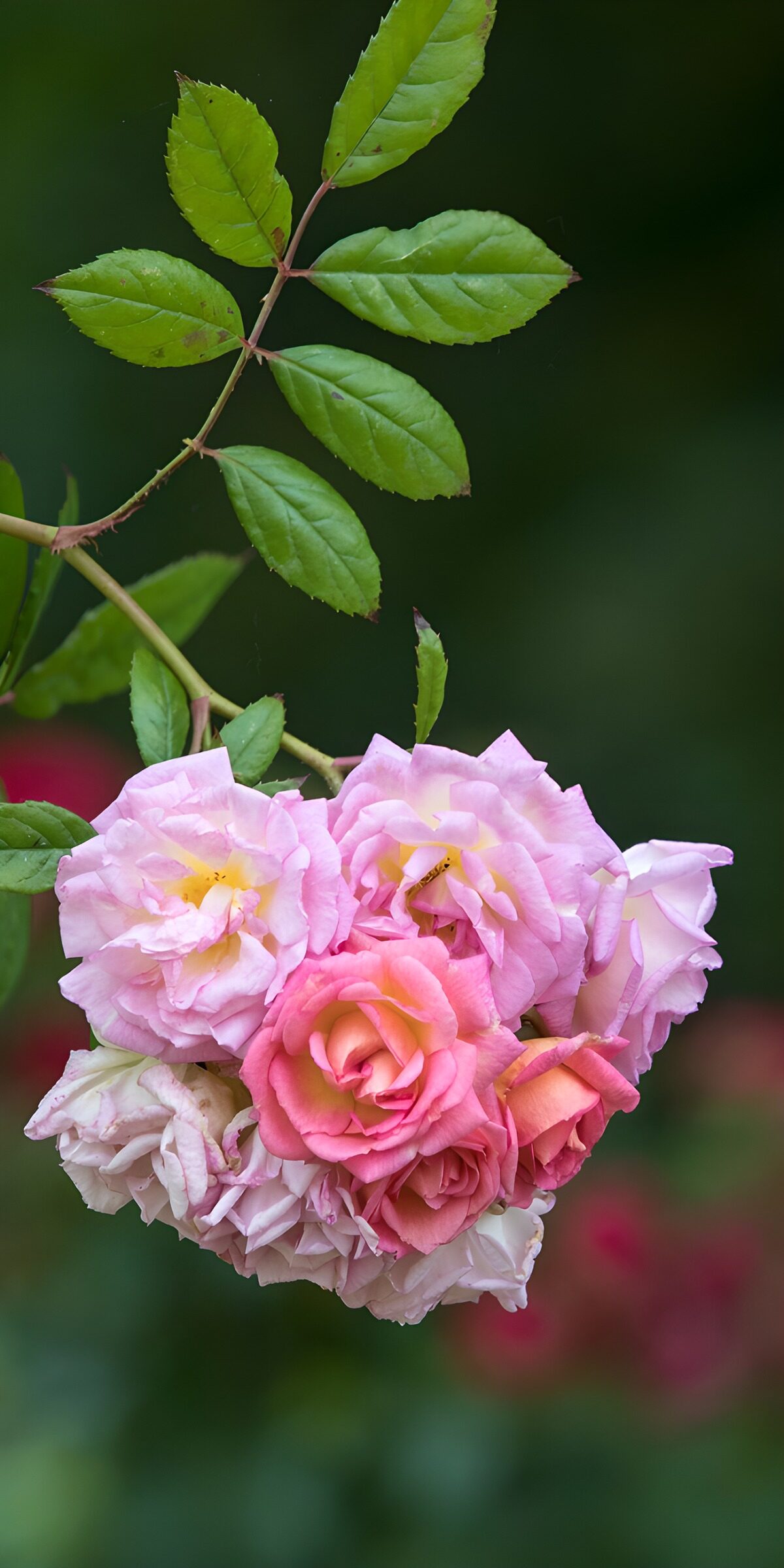 PDGIT8827152: Rose rosa chiaro nella luce soffusa