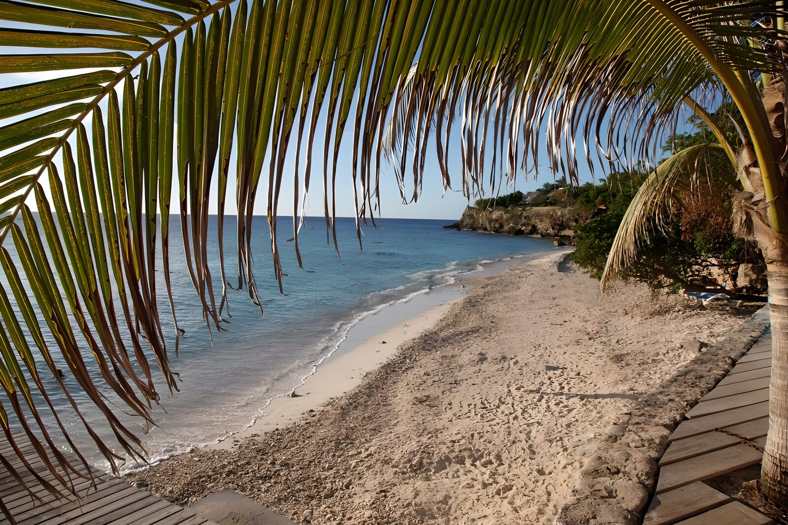 PDGIT4836744: Spiaggia tropicale all’ombra delle palme