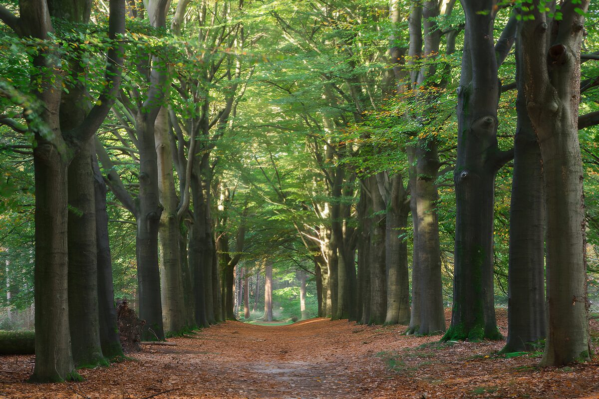 Sentiero tra i faggi d’inizio autunno