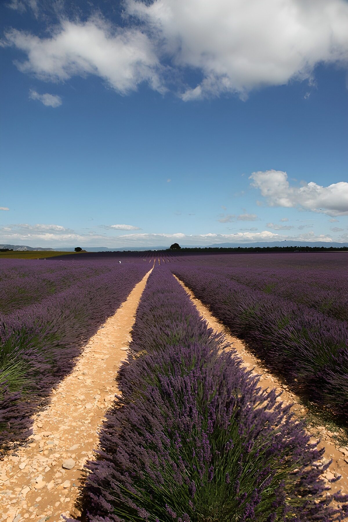 PDGIT3185621: Campo di lavanda sotto un cielo d’estate