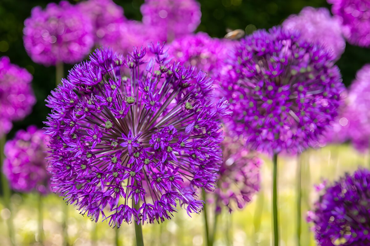 PDGIT4588320: Allium viola in primo piano al sole