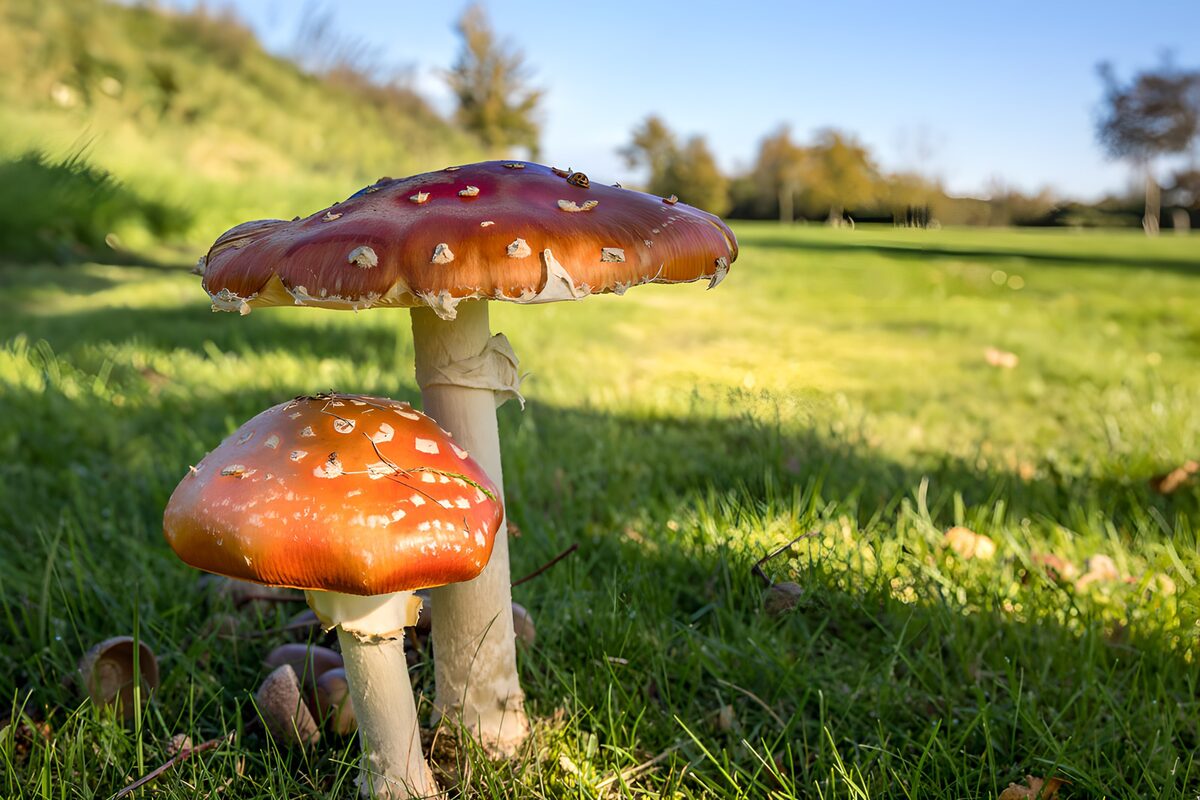 PDGIT7990984: Due amanite rosse nel prato d’autunno
