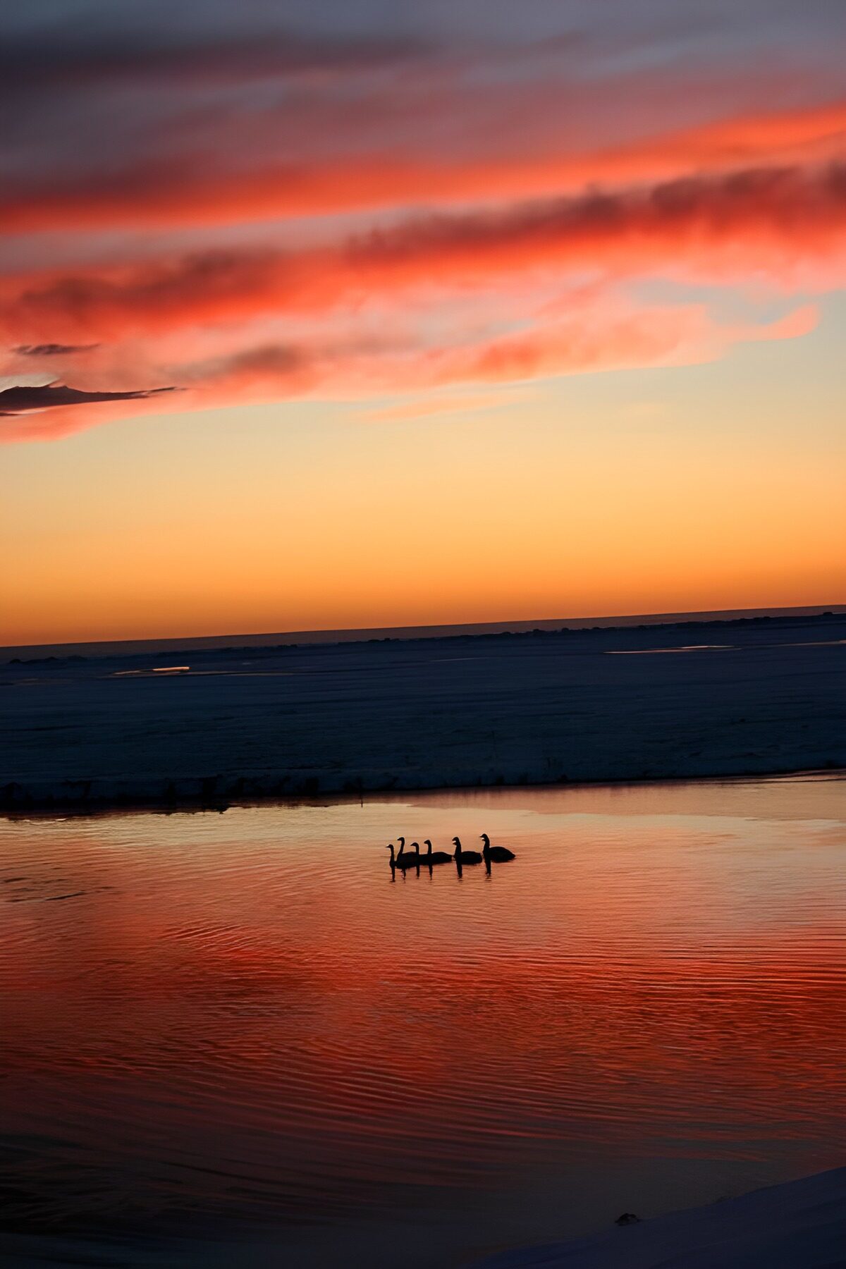 PDGIT1211136: Uccelli sull’acqua tra neve e cielo rosso