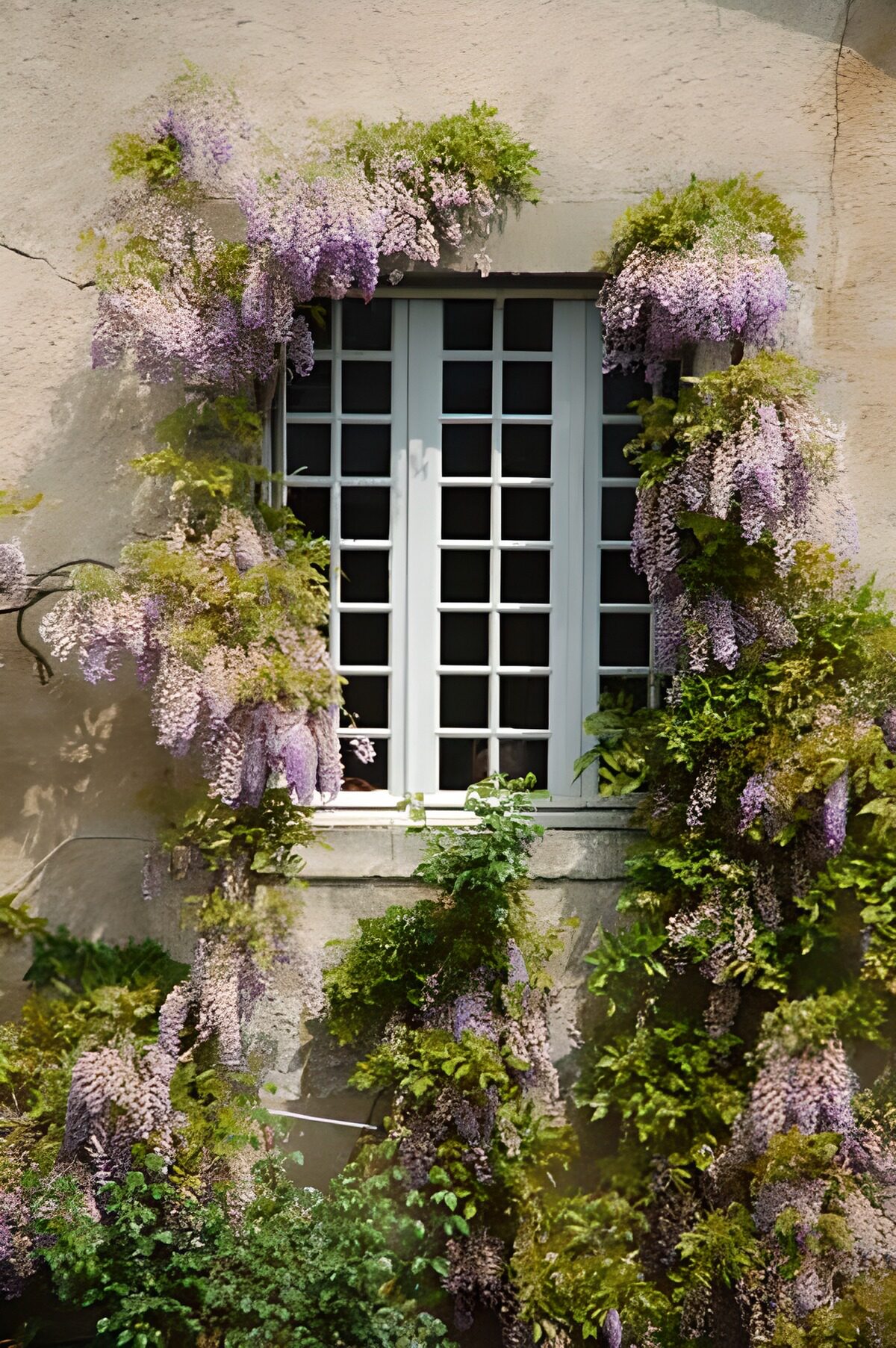 PDGIT2896484: Finestra bianca tra fiori lilla
