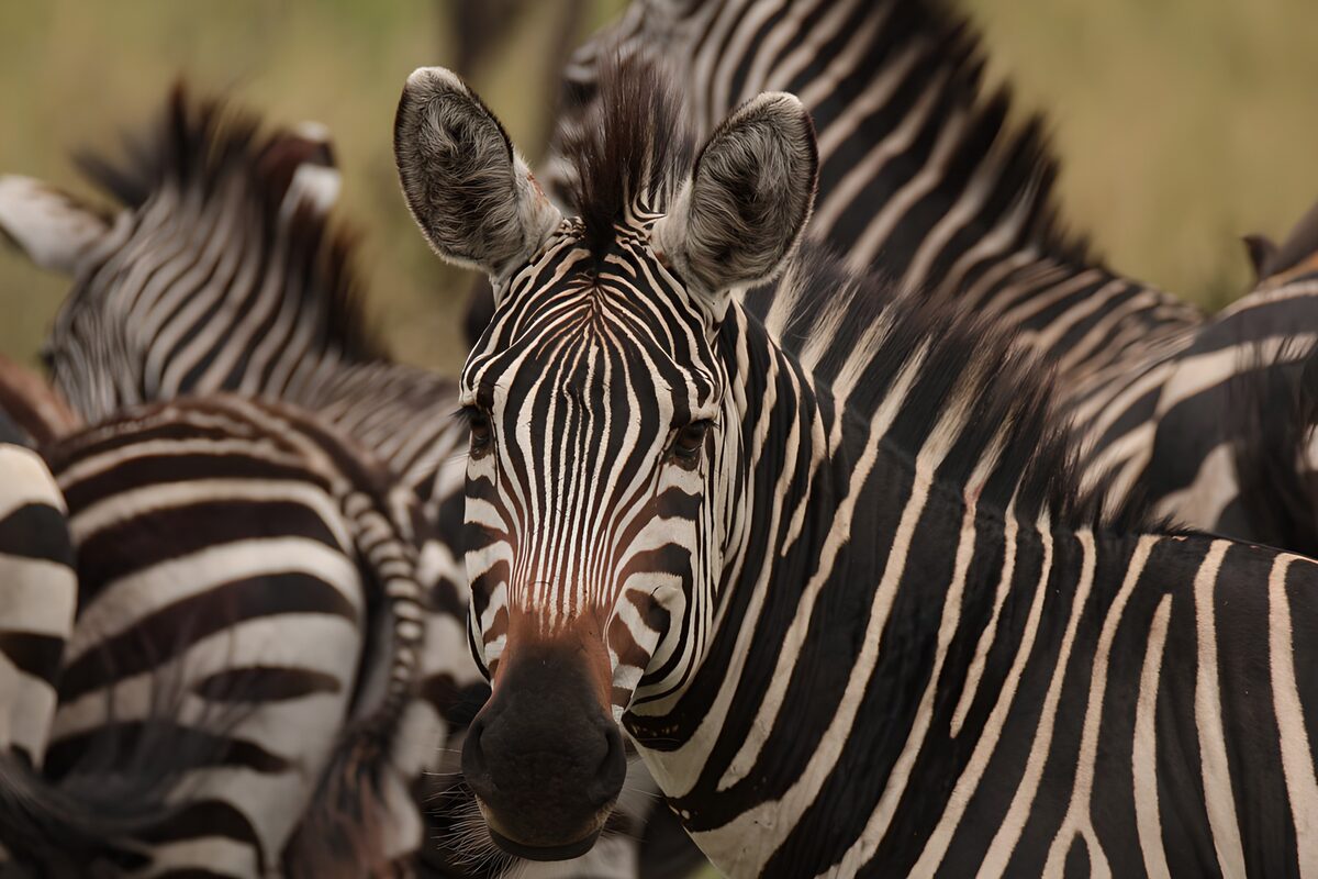 PDGIT8836628: Zebra in primo piano tra le compagne