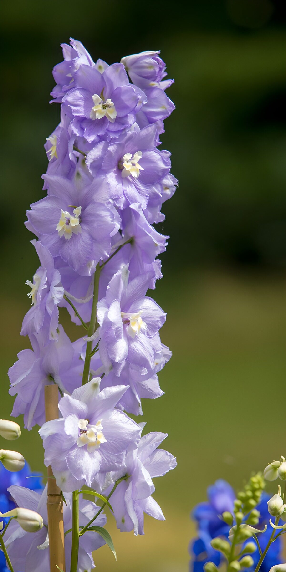 PDGIT5723622: Delphinium lilla al sole