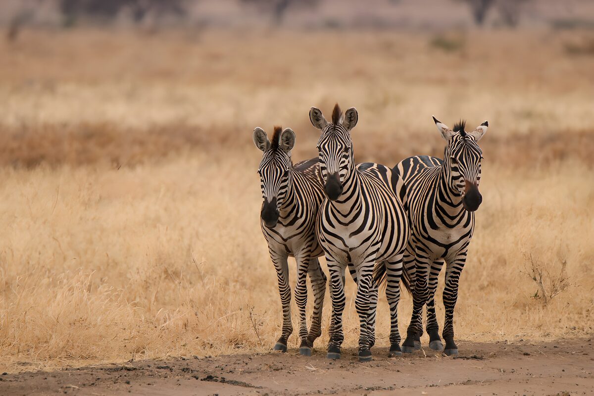 Tre zebre nell’erba dorata