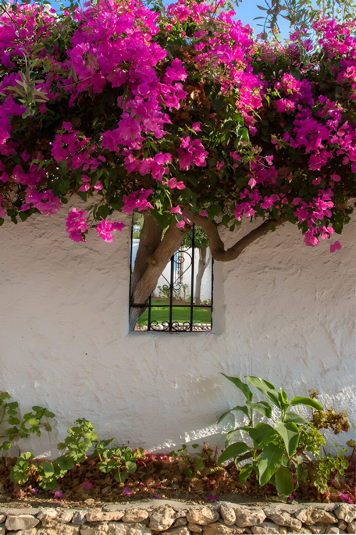PDGIT1186776: Bougainvillea fucsia sul muro bianco