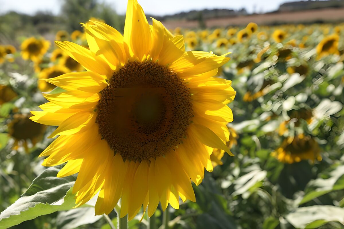 PDGIT1376113: Girasole in primo piano, luce d’estate
