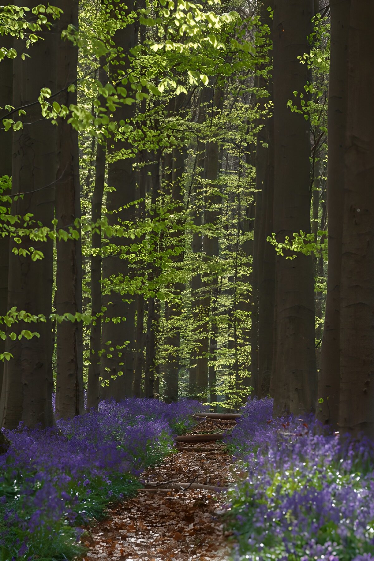PDGIT4811600: Sentiero tra faggi e fiori viola