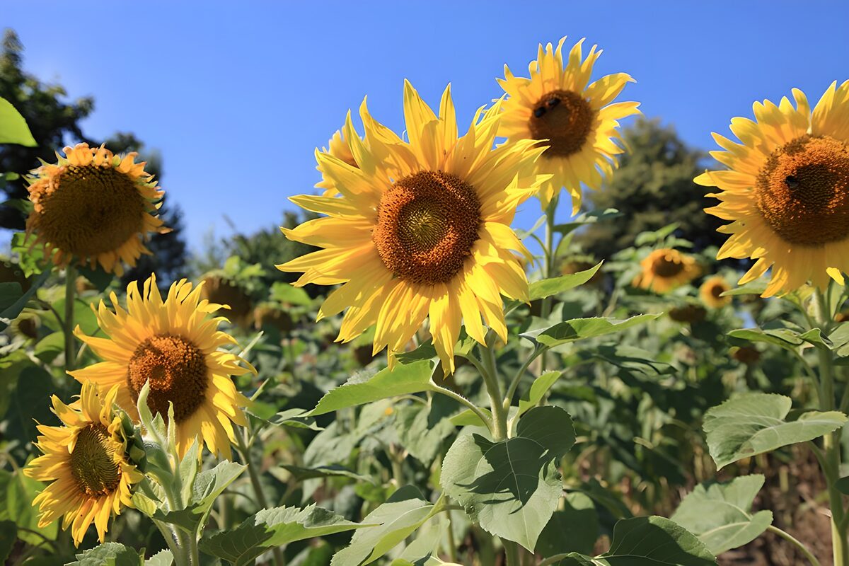 Girasoli gialli sotto il cielo blu
