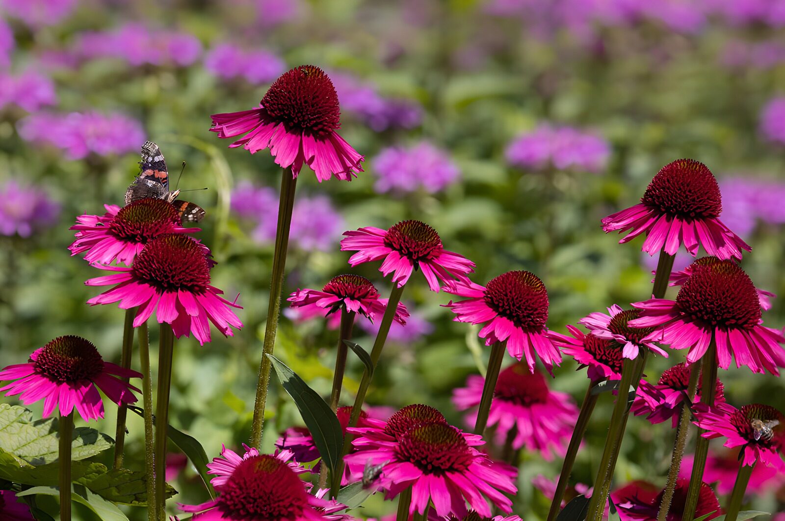 PDGIT3367222: Echinacee rosa al sole con farfalla