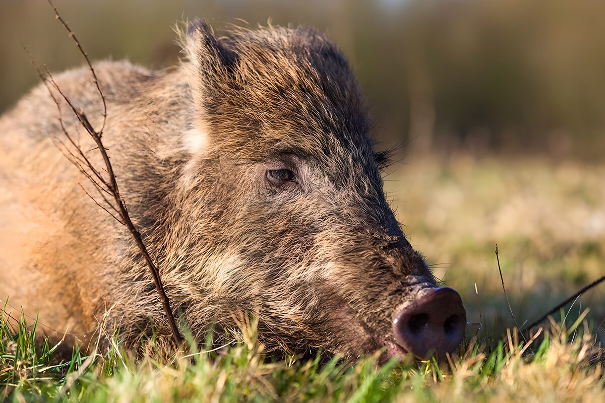Cinghiale a riposo tra l’erba