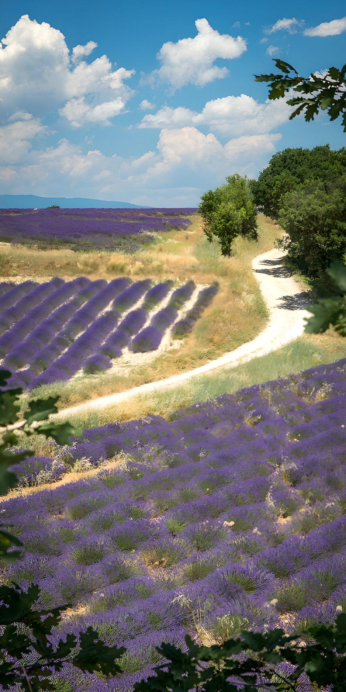 PDGIT6989303: Campi di lavanda sotto il cielo estivo
