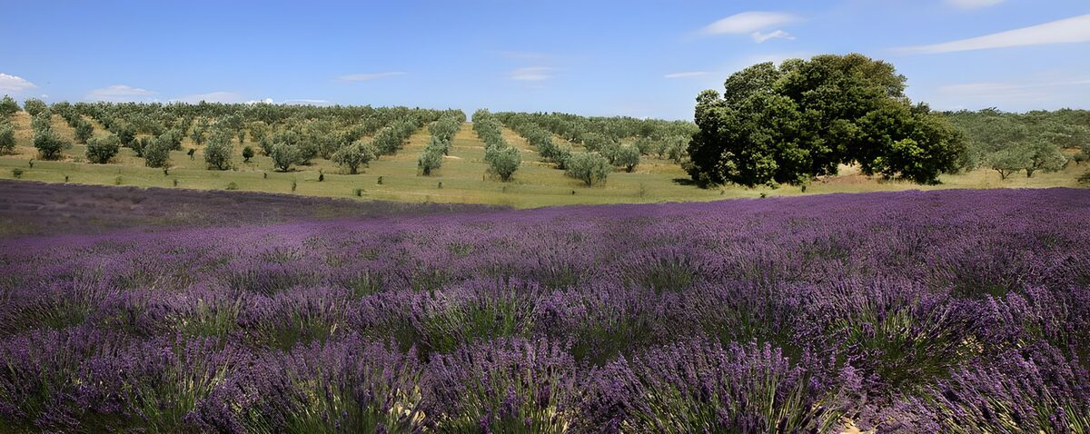 PDGIT8227709: Campo di lavanda e ulivi in collina