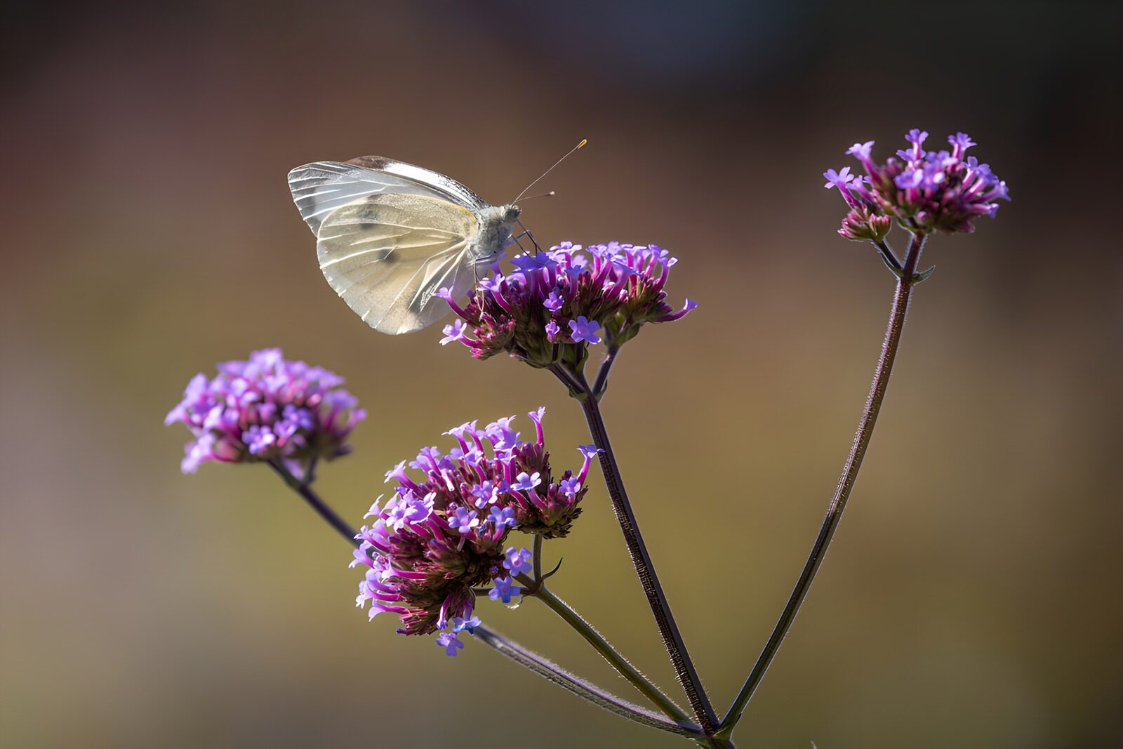 PDGIT2486862: Farfalla bianca sui fiori viola al sole