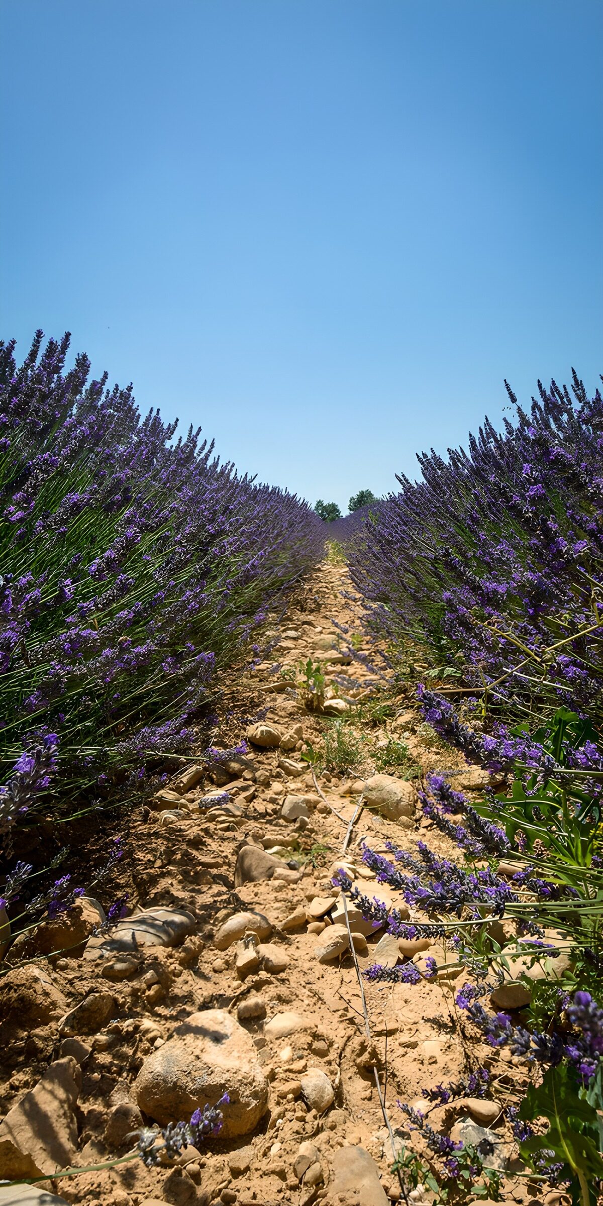 PDGIT8115548: Sentiero tra i filari di lavanda al sole
