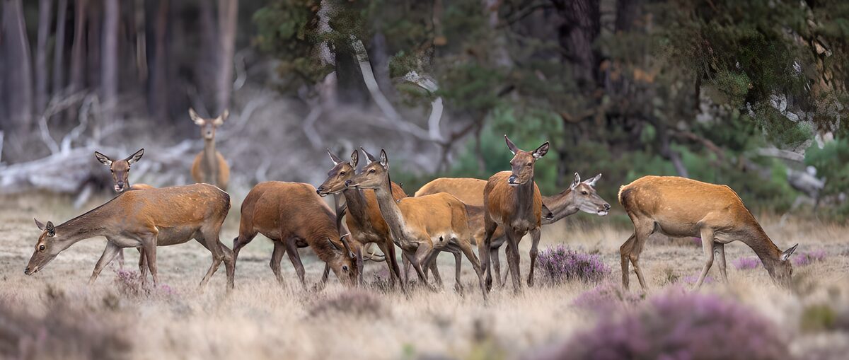 PDGIT5968751: Cervi al pascolo nella quiete del bosco