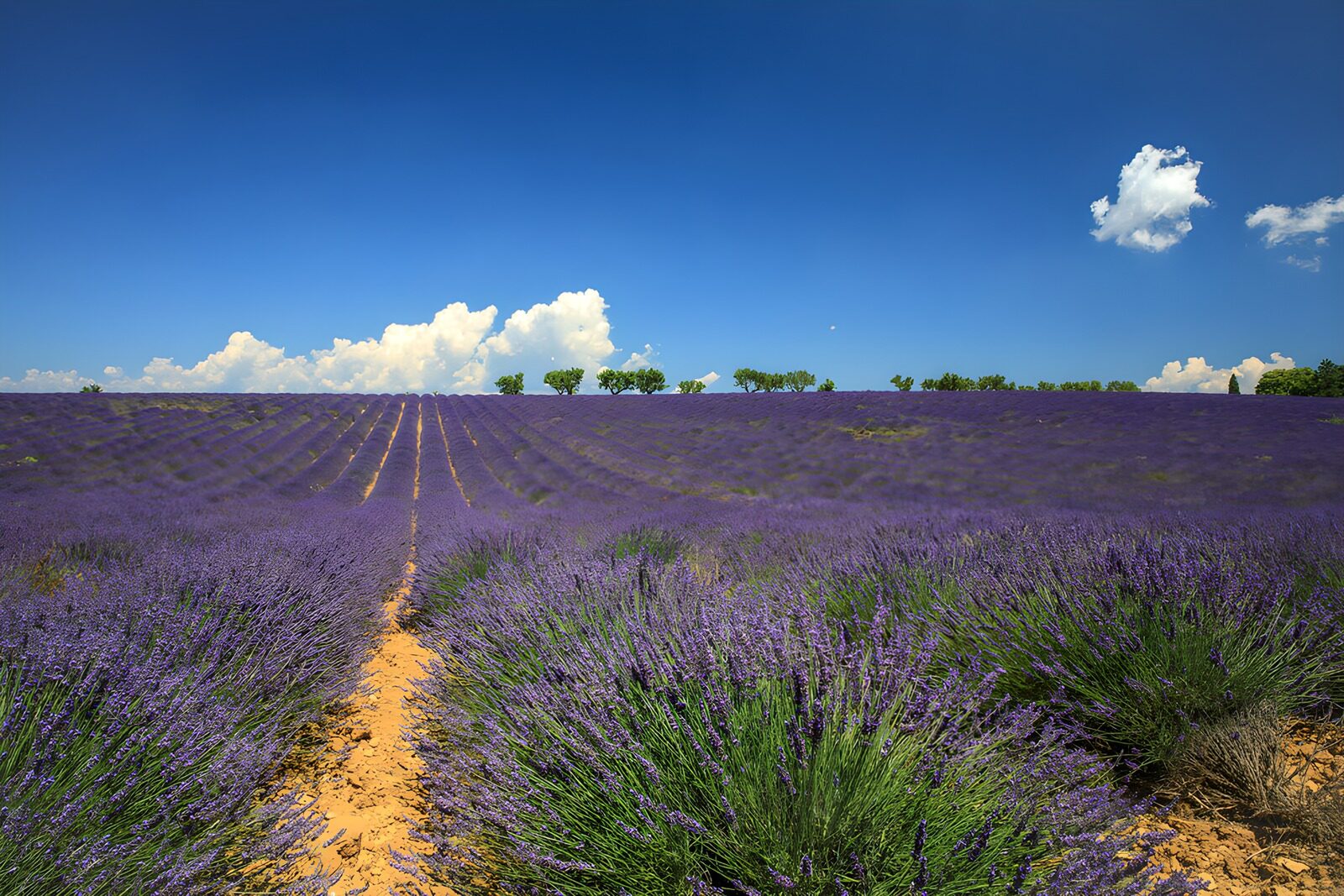 PDGIT1049519: Filari di lavanda verso le nuvole
