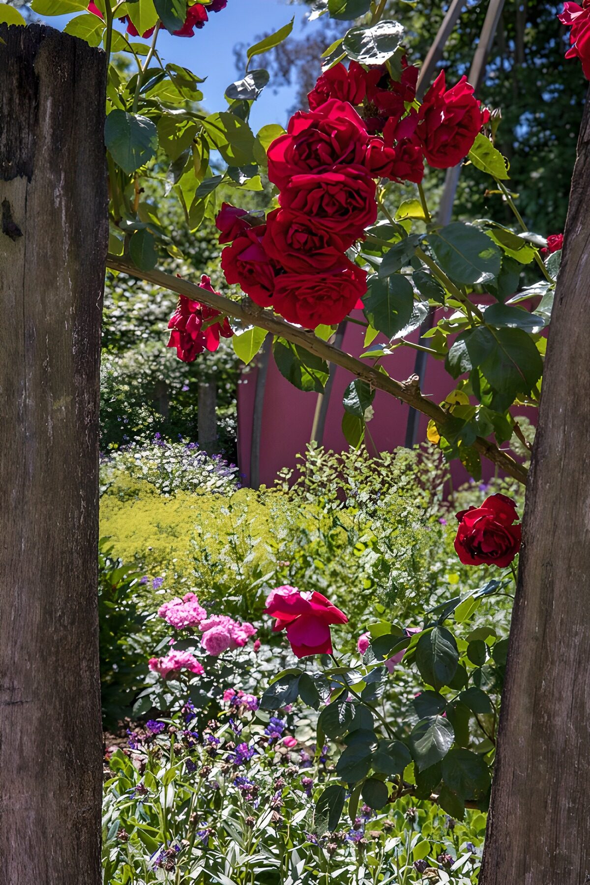 PDGIT9369324: Rose rosse rampicanti al sole