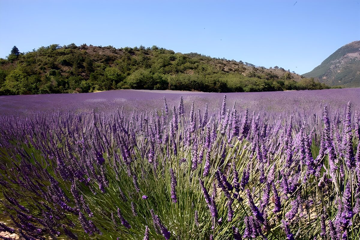 Campo di lavanda sotto il cielo estivo