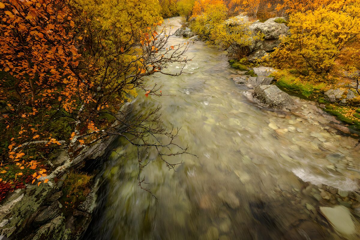 PDGIT1627303: Torrente nel bosco giallo d'autunno